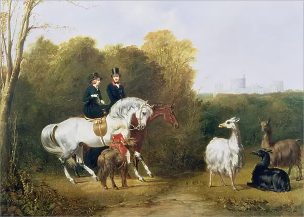 Queen Victoria (1819-1901) and Prince Albert (1819-61) Viewing the Llamas in the House