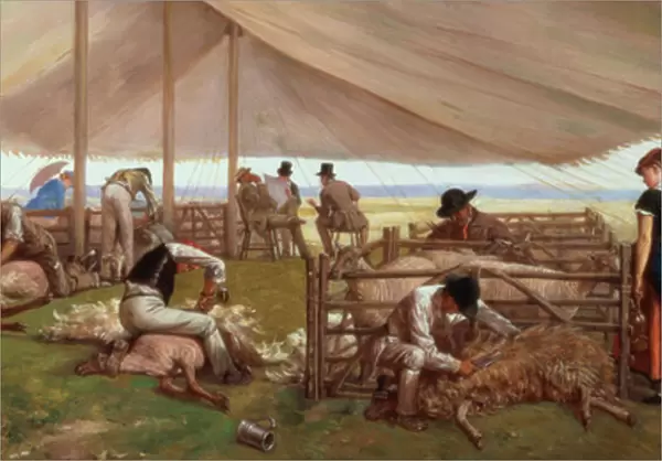 The Sheep Shearing Match, 1875 (oil on canvas)