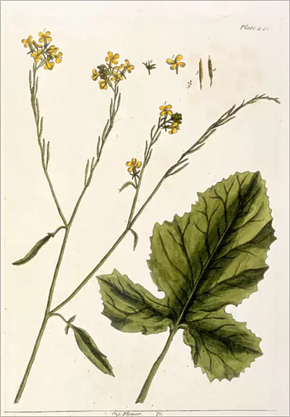 Mustard, plate 446 from A Curious Herbal, published 1782 (colour engraving)