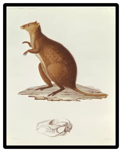 The Wallaby or Short-Tailed Kangaroo (setonix brachyrus) illustration from