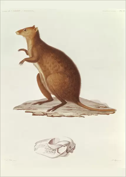 The Wallaby or Short-Tailed Kangaroo (setonix brachyrus) illustration from