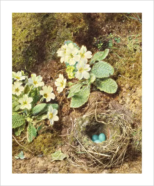 Primroses and Birds Nest with Three Blue Eggs (w  /  c on paper)