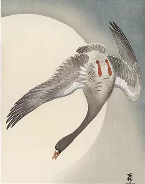 Flying white-fronted goose seen from underneath in front of the moon