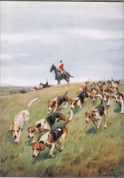 Foxhunting, illustation from Hounds (colour litho)