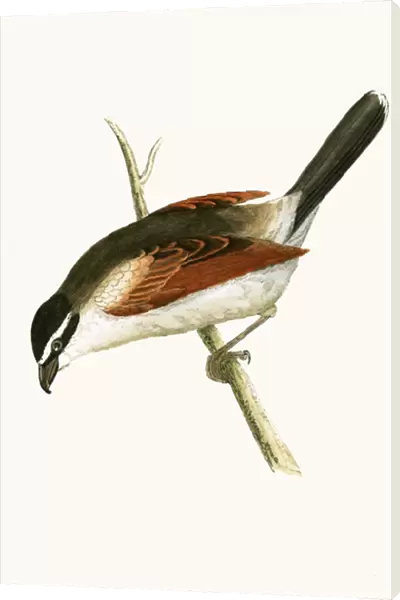 Hooded Shrike, illustration from A History of the Birds of Europe Not Observed in the British Isles by Charles Robert Bree (1811-86), published 1867 (colour litho)
