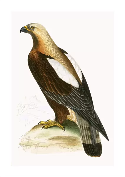 Imperial Eagle, illustration from A History of the Birds of Europe Not Observed in the British Isles by Charles Robert Bree (1811-86), published 1867 (colour litho)