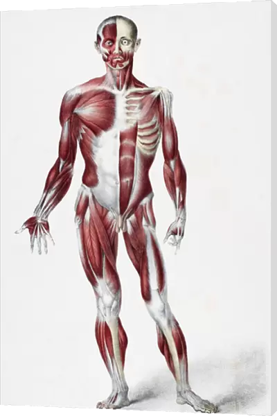 Front of the male human body showing muscles sinews and bones