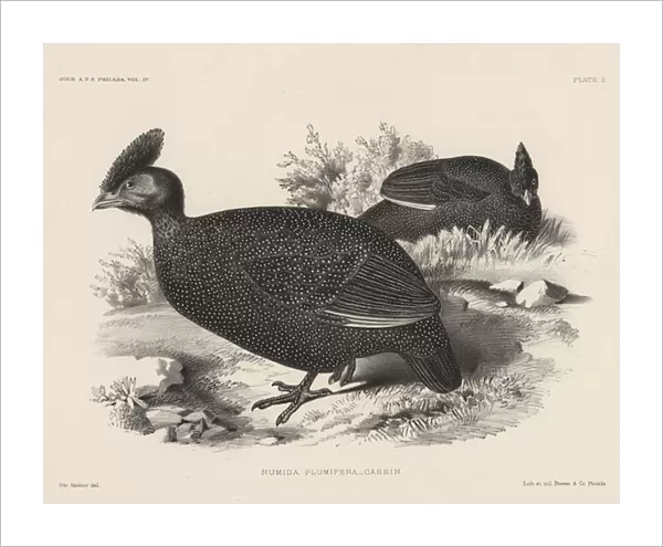 Numida Plumifera, litho by Bowen & Co. 1850 (litho)