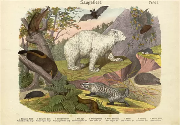 Mammals, c. 1860 (colour litho)