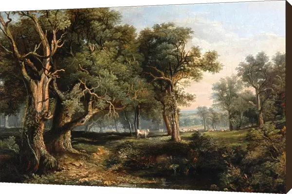 Woodland Scene (oil on canvas)