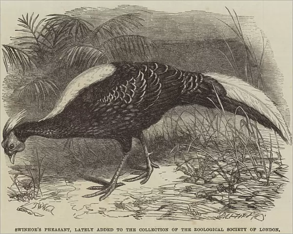 Swinhoes Pheasant, lately added to the Collection of the Zoological Society of London (engraving)
