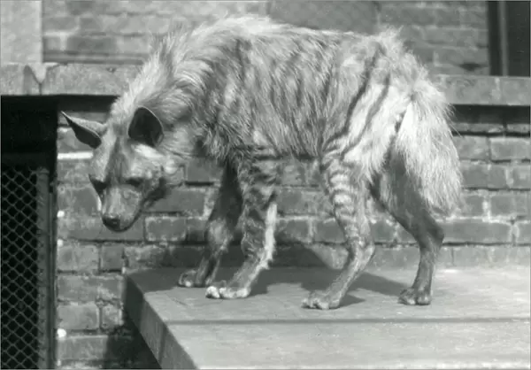 A Striped Hyaena standing on a platform in its enclosure at London Zoo