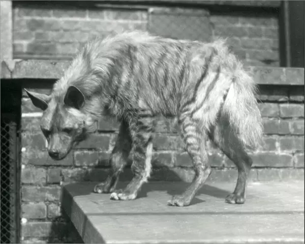 A Striped Hyaena standing on a platform in its enclosure at London Zoo