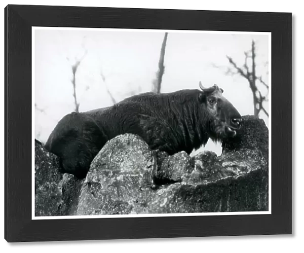 A Takin, also known as a Cattle chamois or Gnu goat, resting on a rock, London Zoo