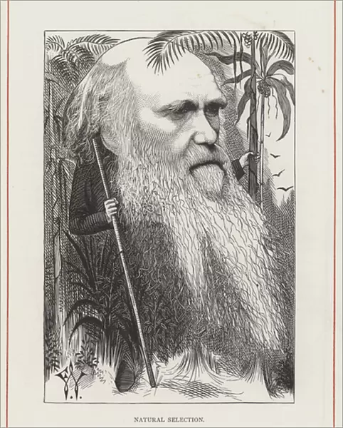 Charles Darwin, Natural Selection (engraving)