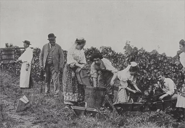 Grape pickers at work (b  /  w photo)