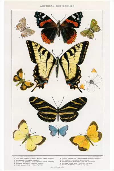 American Butterflies by Julius Bien, 1879 (lithograph)