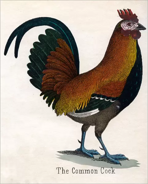 The Common Cock, 1859 (engraving)