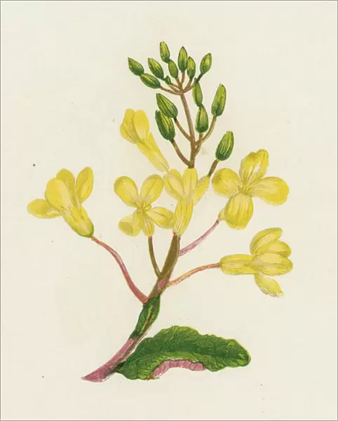 Sea Cabbage, Brassica Oleracea (colour litho)