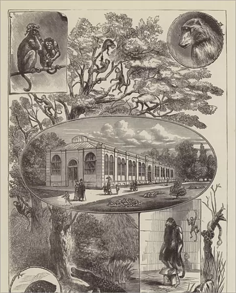 Monkey House, London Zoo, Regents Park (engraving)