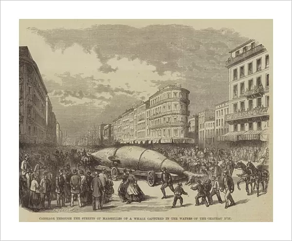 Carriage through the Streets of Marseilles of a Whale captured in the Waters of the Chateau d If (engraving)