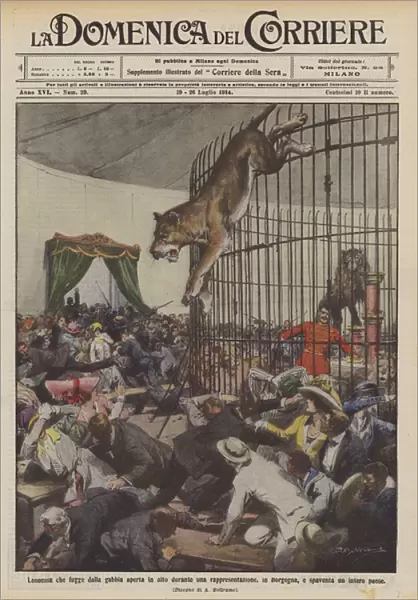 Lioness escaping from the open cage at the top during a performance, in Burgundy... (colour litho)