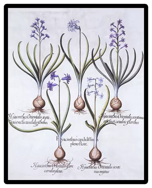 Varieties of Hyacinth with Bulb, from Hortus Eystettensis