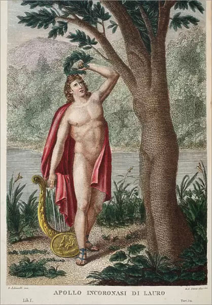 Daphne into a Laurel or Apollo Incoronasi de Lauro, illustration from Ovid