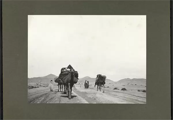 Camels on a dirt road, presumably in North Africa, 1899 (silver gelatin print)