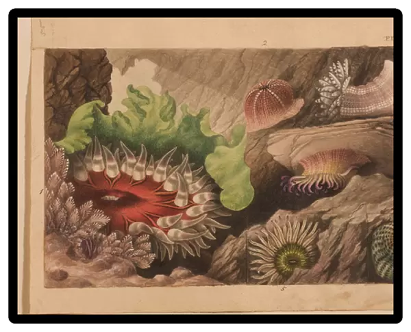 Plate IV, study for Actinologia Britannica: A History of the British Sea Anemones