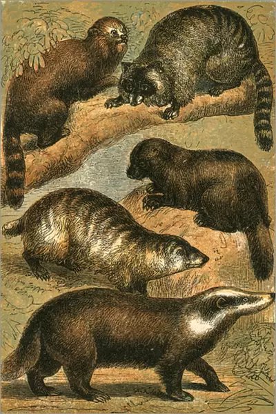 Panda, Racoon, American Racoon, Glutton and Common Badger