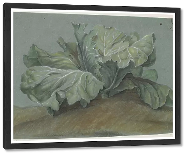 Cabbage Plant (chalk on paper)