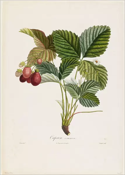 Capron commun. (Strawberries), from Traite des Arbres Fruitiers