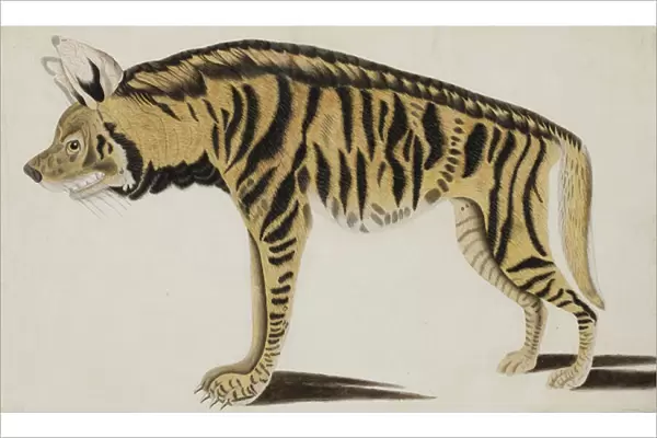 Hyena, after 1794 (opaque w  /  c on paper)
