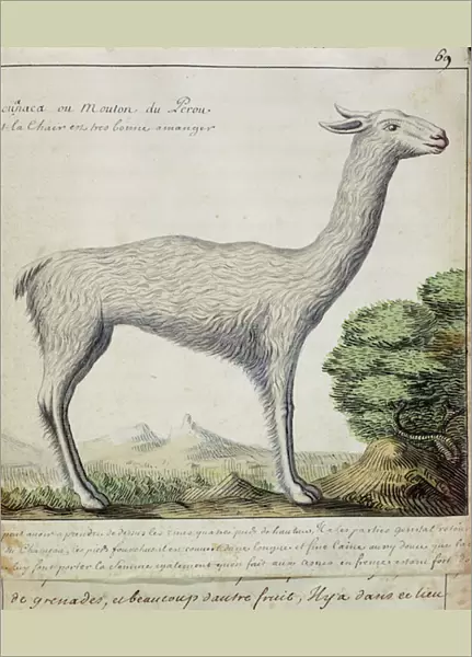 Sheep of Peru (Llama or Alpaca) (w  /  c on paper)