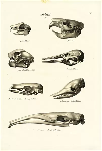 Animal Skulls, 1824 (colour litho)