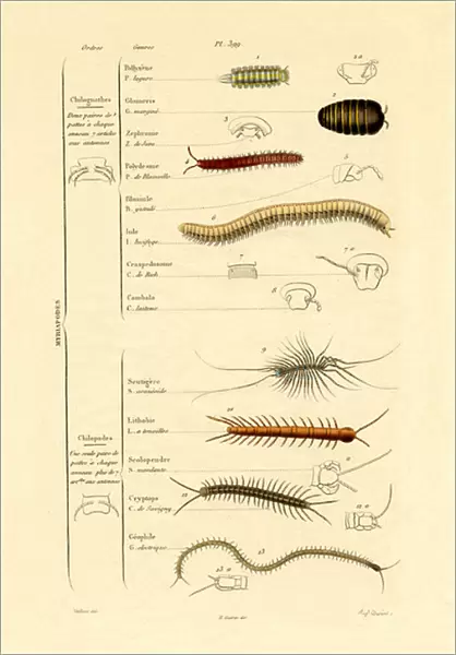Centipede, 1833-39 (coloured engraving)