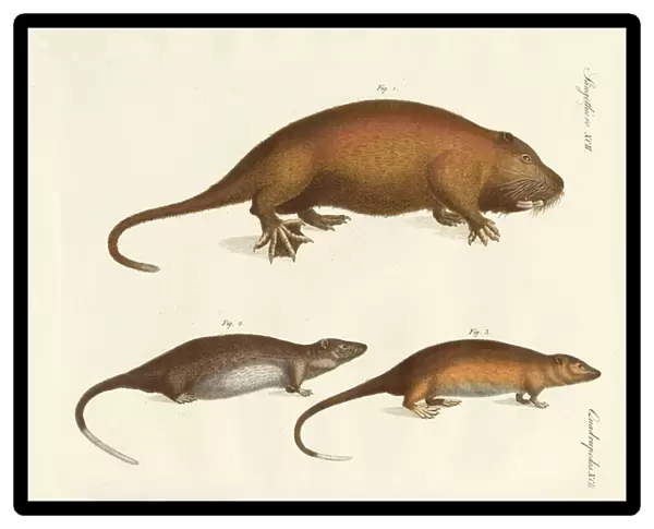 Strange mammals (coloured engraving)