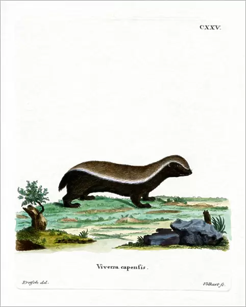 Honey Badger (coloured engraving)