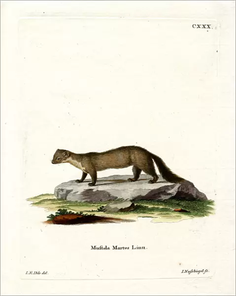 Pine Marten (coloured engraving)