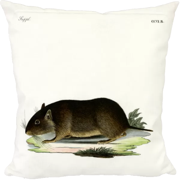 Chilean Rock Rat (coloured engraving)