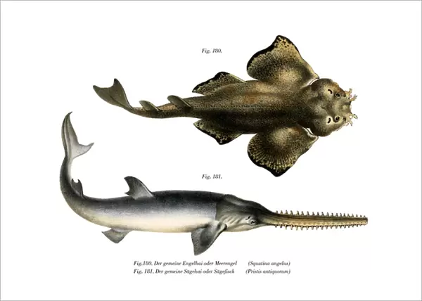 Angle Shark (colour litho)
