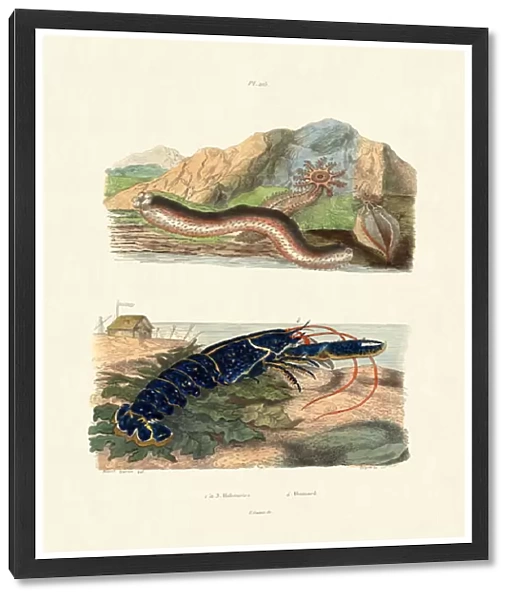 Sea Cucumbers, 1833-39 (coloured engraving)