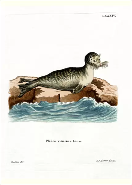Harbor Seal (coloured engraving)