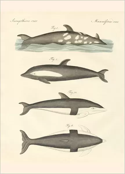 New dolphins (coloured engraving)