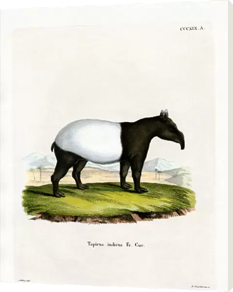 Indian Tapir (coloured engraving)