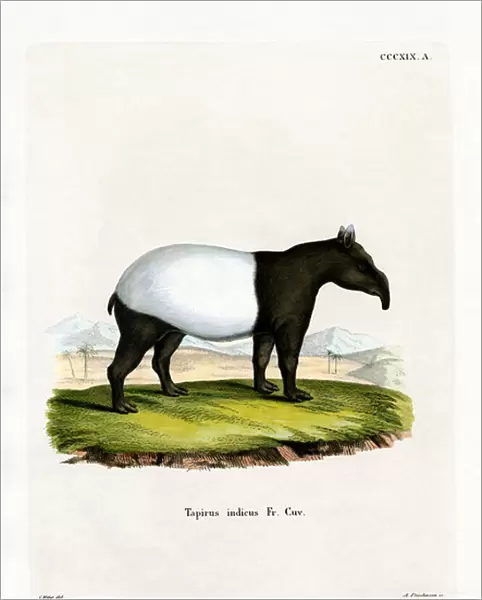 Indian Tapir (coloured engraving)