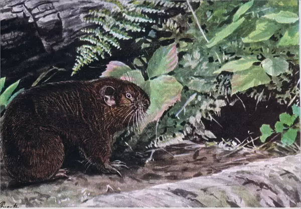 Mountain Beaver, there long whiskers guide them through dark tunnels