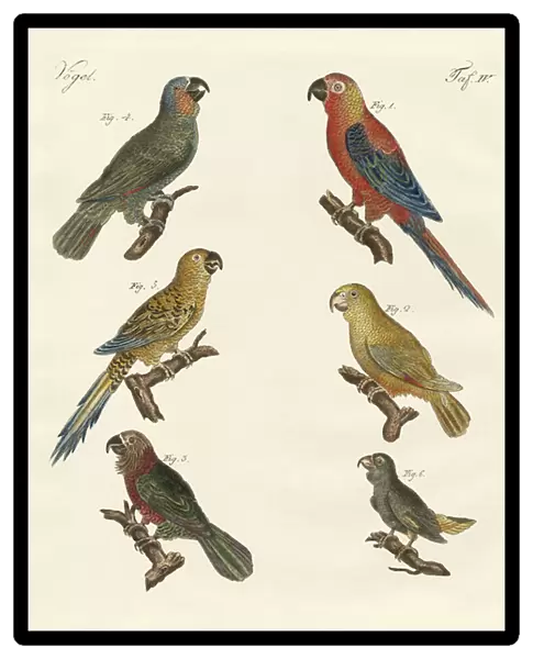 Parrots of the new world (coloured engraving)