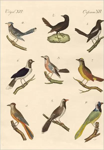 Magpies and jays (coloured engraving)